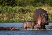 Hippos : 2014 Uganda